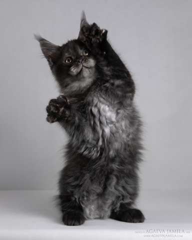 Мейн-кун Зорро сладкий пирожок