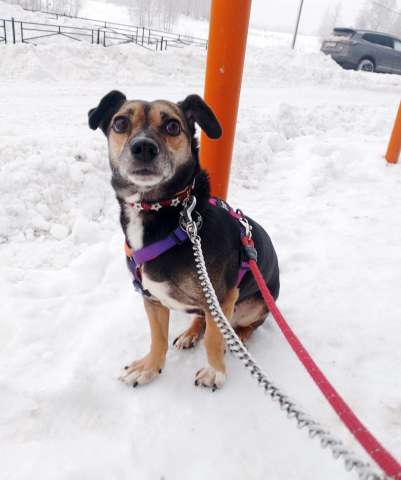 Маленькая хрупкая собачка ищет дом