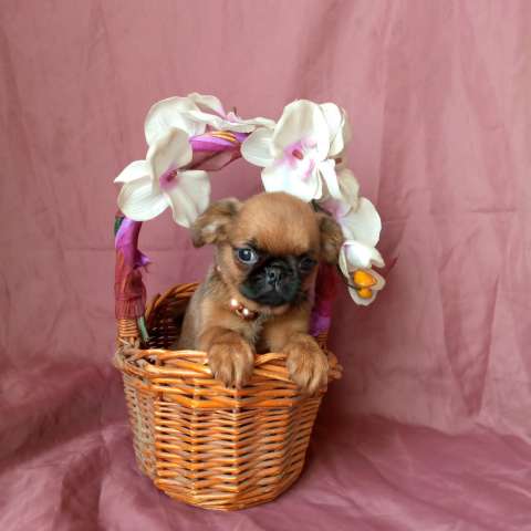 Девочка пти-брабансон миниатюра