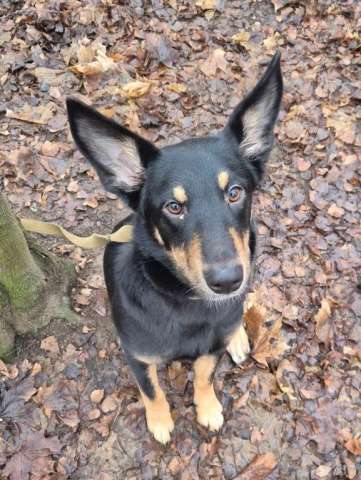 Ищем дом для ласковой домашней собачки Альфы