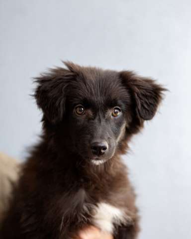 Четверо чудесных щенков ищут дом.