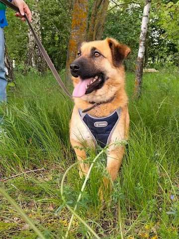 Некрупный солнечный пес Айк ищет дом