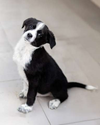 Чудесный щенок Чижик ищет дом.