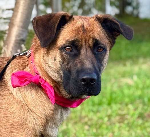 Ищет дом замечательная собака Джина