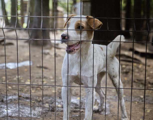 Норбу из приюта