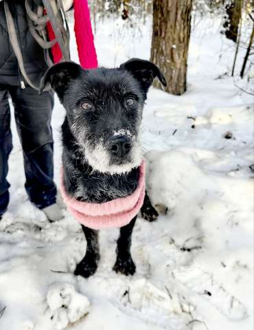 Багги срочно ищет дом,сдали в приют в вольер!