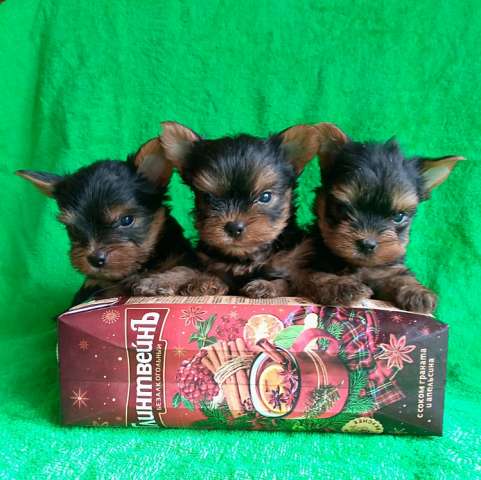 Девочки йорка