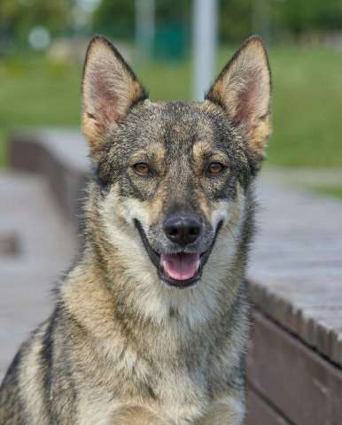 Леди - миниатюрная волчица, с очень добрым сердцем