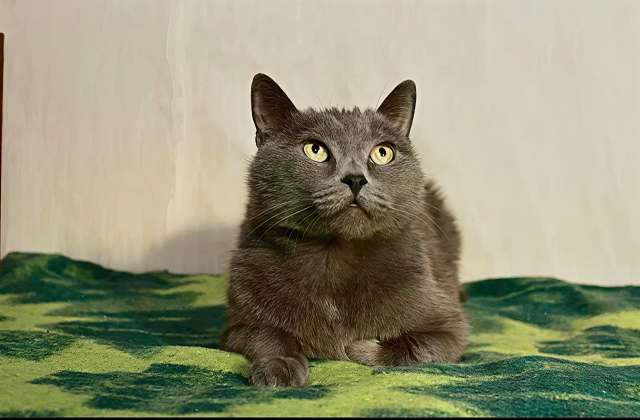 Серенький Грей ищет дом. Молодой кот в добрые руки.