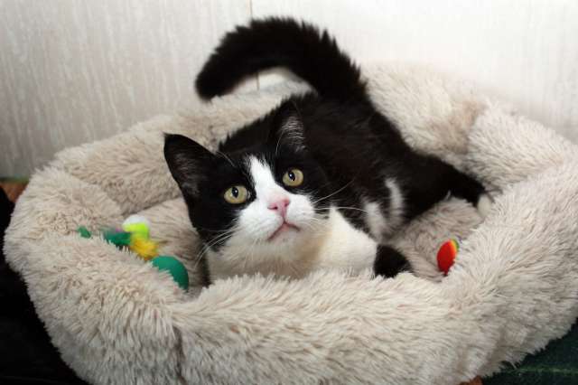 Феличита из магазина ищет дом. Молодая кошечка в добрые руки.