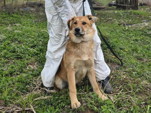 Самые ласковые щенки-целовашки ищут дом