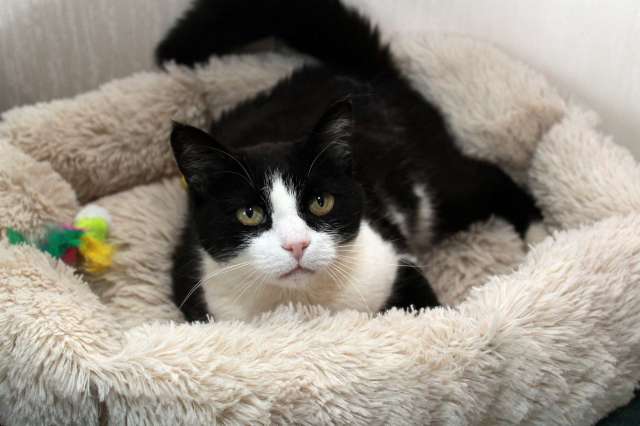 Феличита из магазина ищет дом. Молодая кошечка в добрые руки.