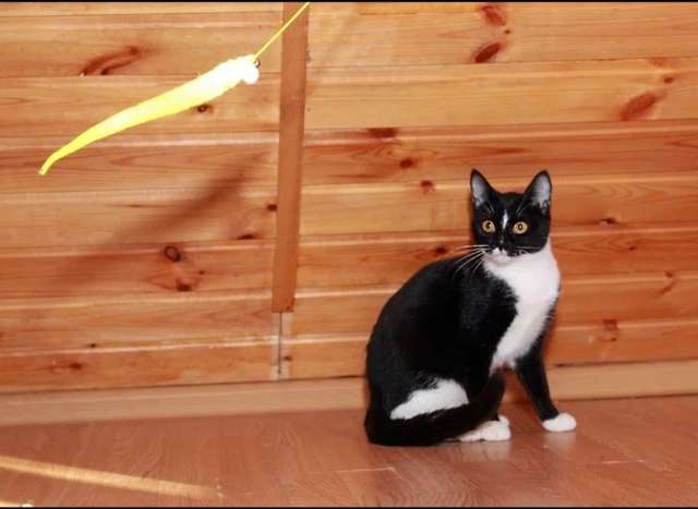 Юнона, молодая кошечка в добрые руки.