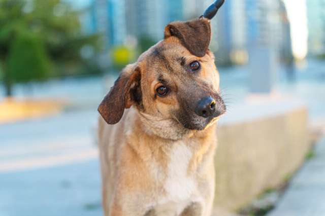 Очень покладистый и спокойный мальчик с доброй душой ищет дом