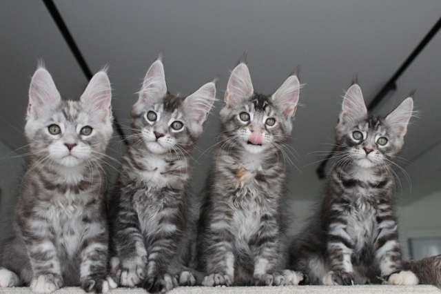 Мейн кун котята! Мейн кун котята!