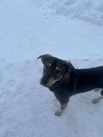 Найда ищет активного хозяина❤️