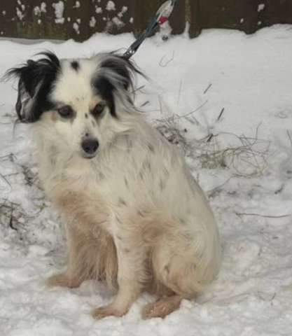 Небольшой песик Яша очень нуждается в доме