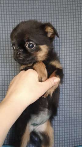 Малый брабансон девочка