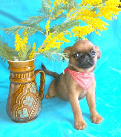 Отличная девочка пти-брабансон