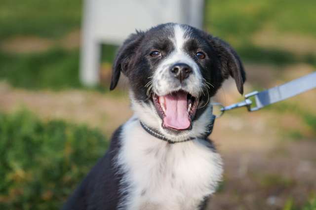 Ищу родителей! В добрые руки.