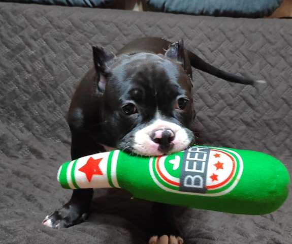 Щенки американского булли. Тип покет