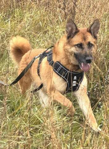 Красивая собака Эмми в поисках дома