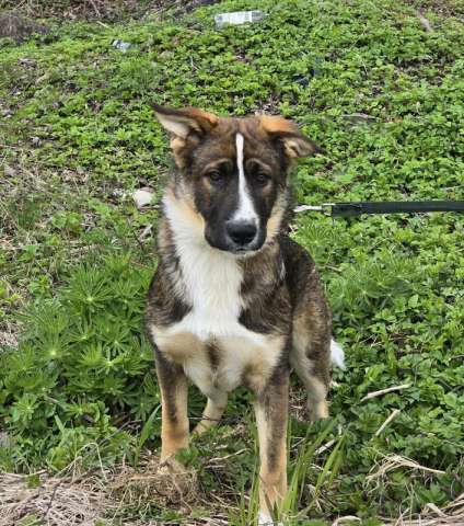 Ласковый щенок, который понимает всё с полуслова