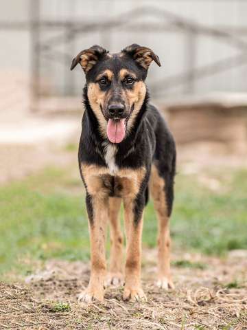 Чудесная ласковая молодая собачка Клепа ищет дом