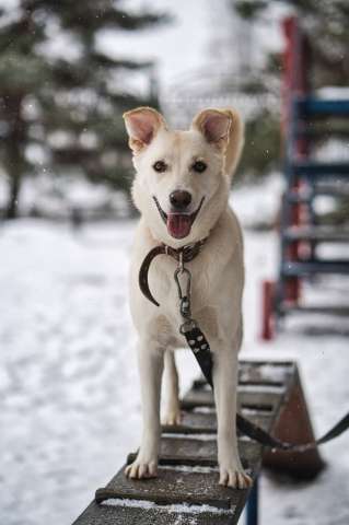 Вы мечтали о белоснежной красотке? Тогда Луна для вас❤️