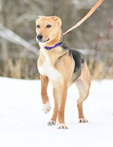 Ласка в поисках дома и любящей семьи