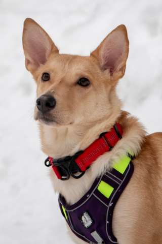 Небольшая собачка Лисян ищет дом и семью!