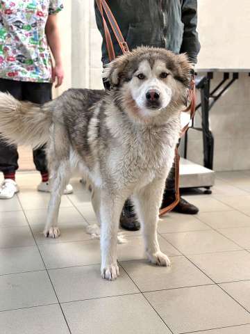 Молодая домашняя собака Тали, аляскинский маламут ищет дом