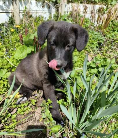 Хорошенький маленький щеночек ищет дом