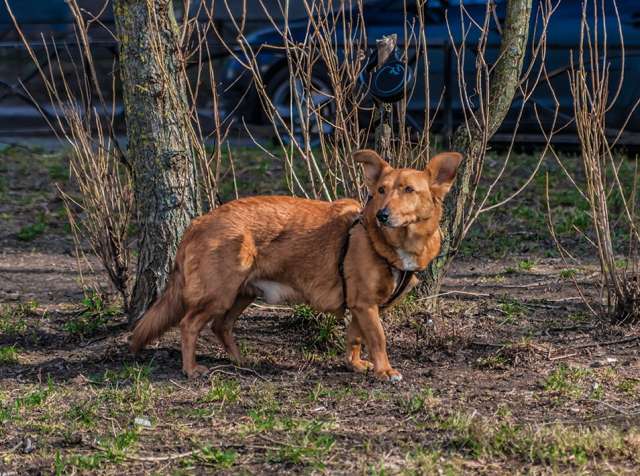 Красивый маленький воспитанный пёсик