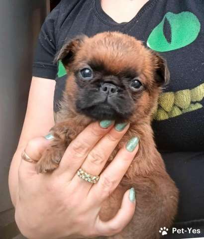 Пти-брабансон рыжий мальчик