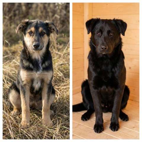 Кира и Миша, ласковые умные щенки-подростки ищут дом