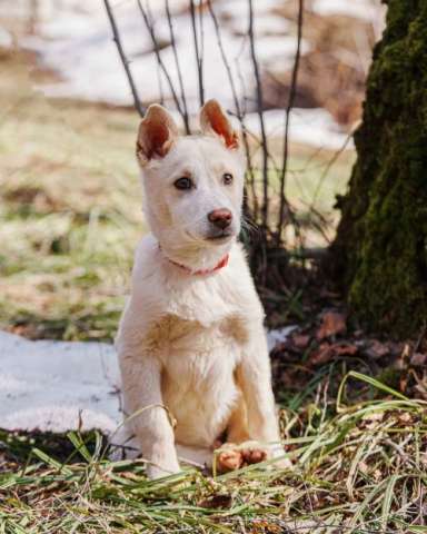 Бесподобный домашний щенок Пилот ищет дом