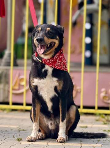 Трёхцветное счастье ищет дом!