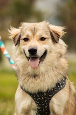 Белкин 2,5 года ищет дом.