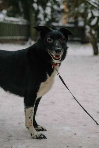 Собака Гайка в добрые руки