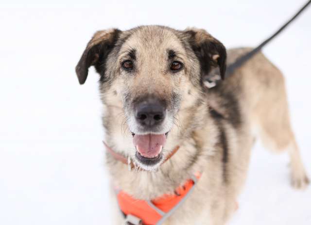 Добродушная собачка Виста в добрые руки