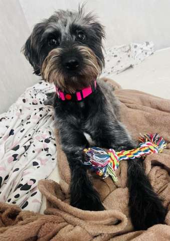 В самые добрые руки пристраивается собака-девочка - Руна.