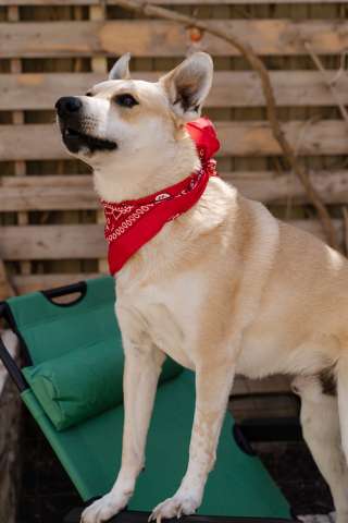 Улыбчивый, ласковый пёс Бейли в добрые руки