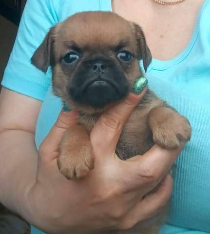 Рыжий мальчик пти- брабансон