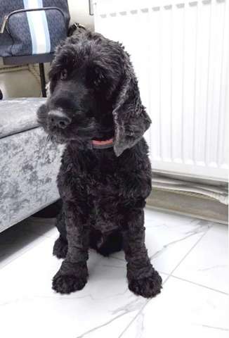 Ищет дом английский кокер-спаниель Даня.