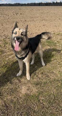 Очаровательный пес Бамси с разноцветными глазами ищет хозяина!