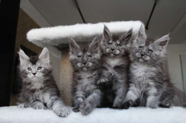 Котята мейн-кун! Котята мейн-кун!