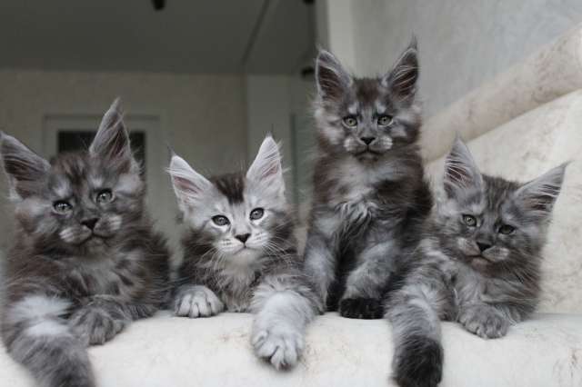 Котята мейн-кун! Котята мейн-кун!