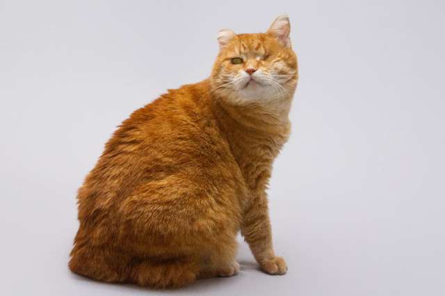 Кошечка Наташа ищет дом. Кошечка Наташа ищет дом.