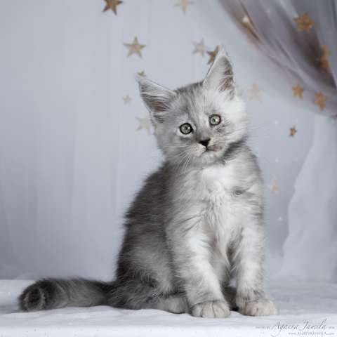 Мейн-кун котята - всё для вас Мейн-кун котята - всё для вас